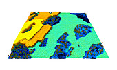 Plasma membrane proteins,AFM