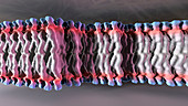 Cell plasma membrane