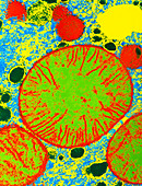 Coloured TEM of mammalian mitochondria