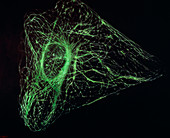 Ultraviolet fluorescence micrograph animal cell