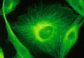 Ultraviolet fluorescence LM of BHK Cells
