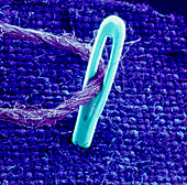 SEM of a cotton's thread through a needle's eye