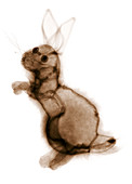 Toy rabbit,X-ray