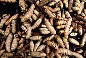Rhizomes of cultivated ginger
