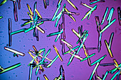 Polarised light micrograph of glucose crystals