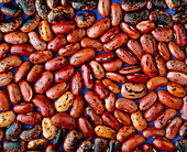 Dried red beans,Phaseolus sp