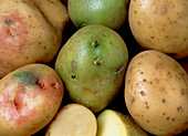 Potatoes that have turned green and poisonous
