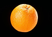 View of an orange,Citrus sinensis