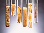 Carbohydrate-rich foods presented in test tubes