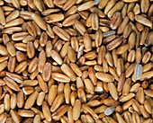 View of oat (Avena sp.) grains