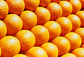 View of several oranges (Citrus sinensis)