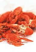 Crayfish