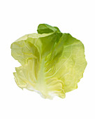Iceberg lettuce leaf
