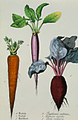 Root vegetables