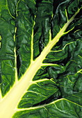 Spinach leaf