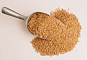 Spelt wheat grains