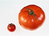 Tomatoes varieties
