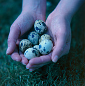 Quail eggs