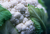 Cauliflower