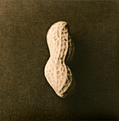 Unshelled peanut