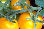 Yellow tomatoes on vine