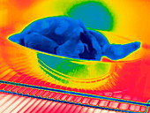 Chicken in an oven,thermogram