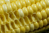 Sweetcorn grains