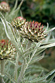 Artichoke (Cynara scolymus) flowers