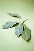 Bay leaves (Laurus nobilis)
