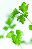 Parsley leaves