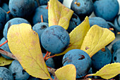 Blackthorn berries