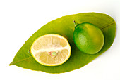 Limequats