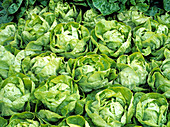 Lettuce (Lactuca sativa 'Valdor')