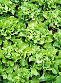 Lettuce (Lactuca sativa 'Musette')