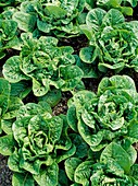 Lettuce (Lactuca 'Sherwood')