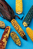 Maize varieties