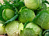 Savoy cabbages