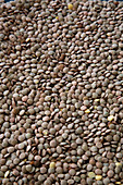 Green lentils