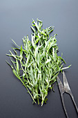 Tarragon