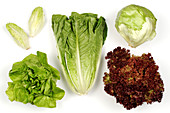 Lettuce varieties