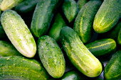 Cucumbers