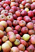 Apples (Malus 'Queen Cox')