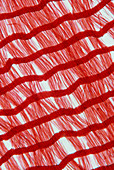 Light micrograph of crepe de Chine fabric