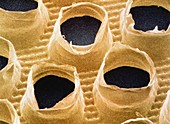 Coloured SEM of outer layer of sanitary towel