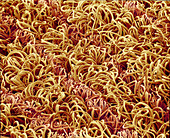 Cotton and synthetic fibres,SEM
