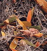 False-col SEM of a sample of household dust