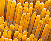 Col. SEM of filaments of a tooth brush
