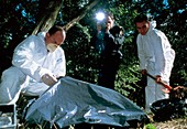 Forensics team examine crime scene in a forest
