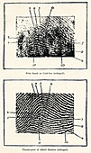 Fingerprint evidence,1905 murder case