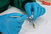 Testing a cigarette end for DNA